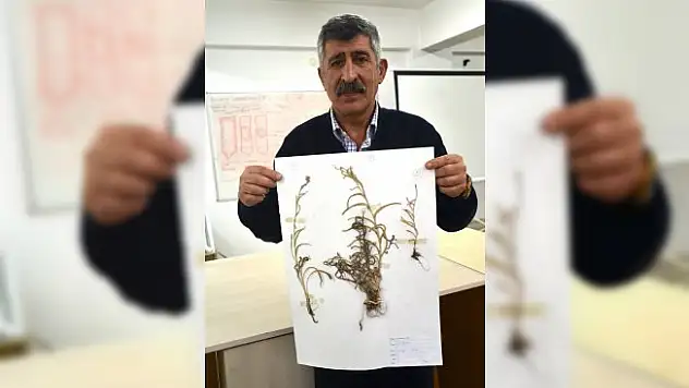 'Peygamber çiçeği'nin yeni türü keşfedildi