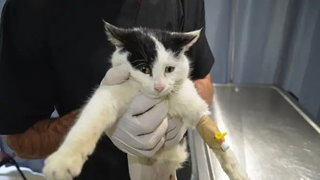 Şanssız 'Şanslı' için 'kedicik babası' aranıyor