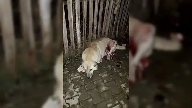 Tüfekle vurulan köpek ilçeyi ayağa kaldırdı
