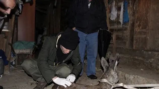 Yaralı karaca tedavi edildi