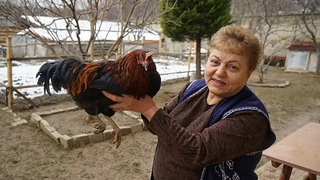 Bahçesinde beslediği tavuk horoza dönüştü