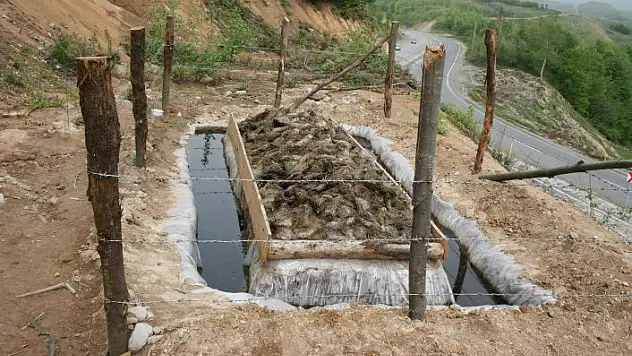 Kastamonu'da çam kese böceğiyle biyolojik mücadele sürüyor