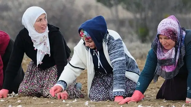 Atama bekleyen öğretmen, sarımsak tarlasında çalışarak harçlığını çıkartıyor