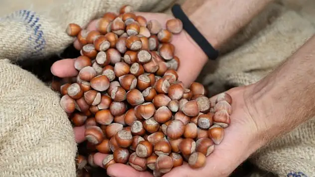 Pazara 645 bin 875 ton fındık indi