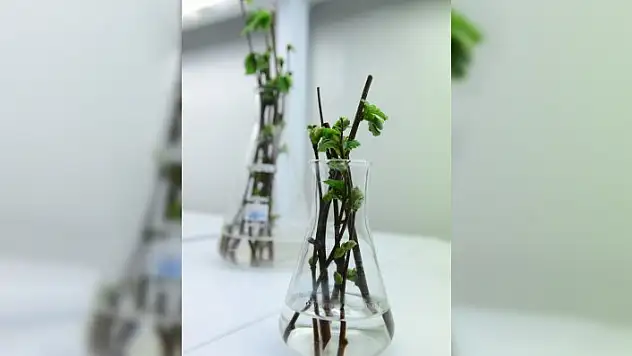 Soğuğa dayanıklı fındık çeşidi geliştirilecek