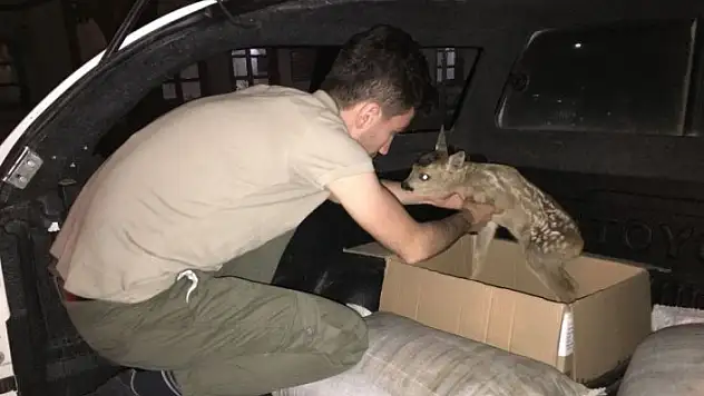 Yaralı karaca yavrusu tedavi altına alındı
