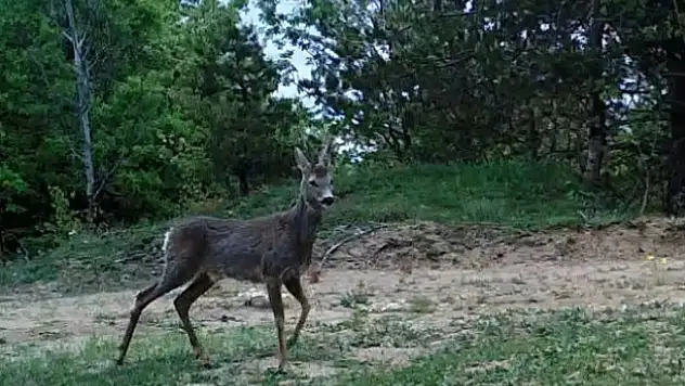 GPS cihazıyla takip edilen karacalar yaban hayatına ışık tutacak