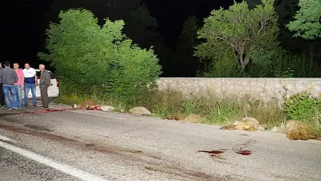 Koyun sürüsüne otomobil çarptı: 22 koyun telef oldu