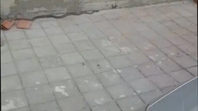 Tosya'da deprem sonrası ilçe merkezde yılan yakalandı