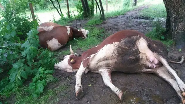 Yıldırım düştü, iki hayvan telef oldu