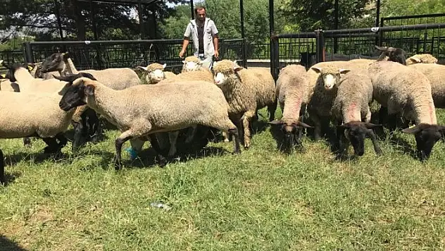 Damızlık koyun ithal ettiler