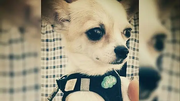 İnternet üzerinden akıl almaz dolandırıcılık!