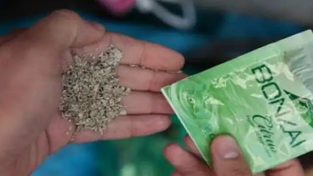 Kastamonu'da bonzai maddesi ele geçirildi