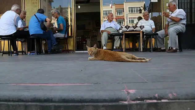 Kedi, yavrusuna havlayan köpeğin üzerine sıçradı