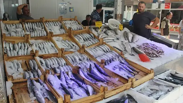 Karadeniz'de palamut bolluğu sürüyor