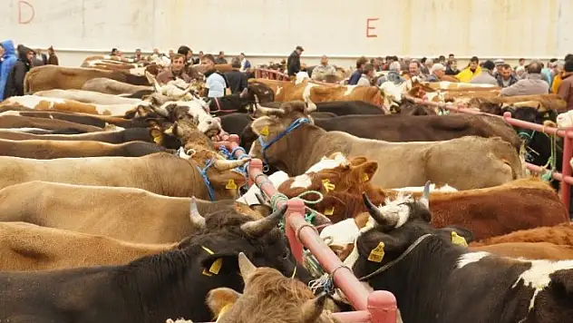 Kastamonu'da 27 bin 748 hayvan kurban edildi