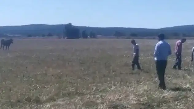 Kurbanlık hayvan kaçtı, sahipleri kovaladı