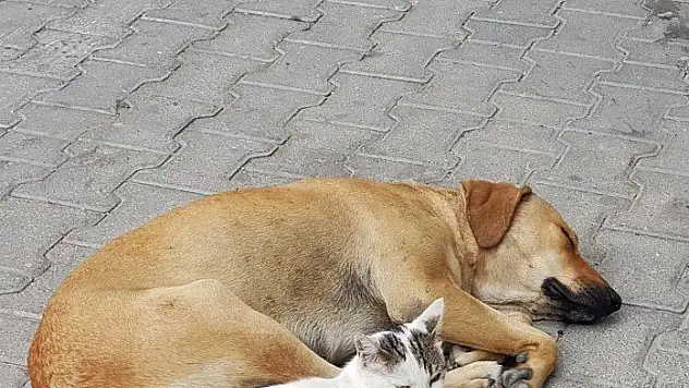Kedi ile köpeğin dostluğu görenleri hayrete düşürüyor