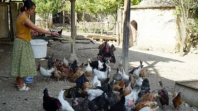 Üniversiteli genç kız, Kastamonu'da imece usulü köy işlerinde çalışıyor