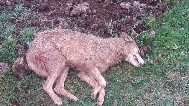 Aç kalan kurt, köye kadar indi