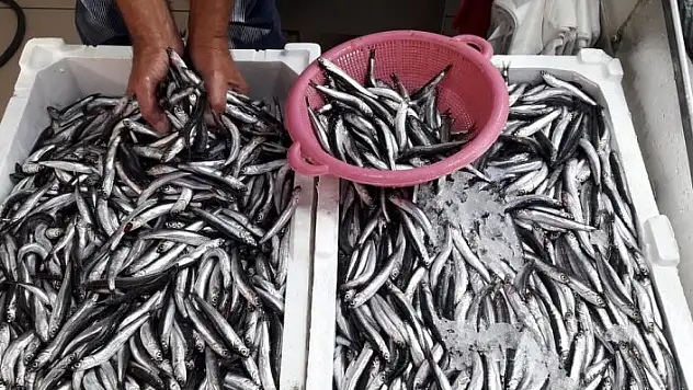 Hamsi Karadeniz'de ağlara takılmaya başladı