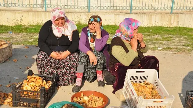 İnebolu'da Kanlıca mantarı 10 liradan satılıyor