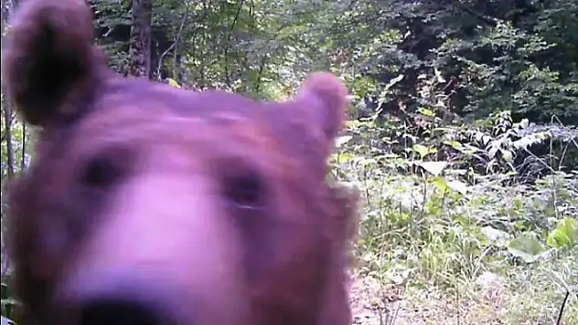 Küre Dağlarında yaşayan ayılar foto kapan ile böyle görüntülendi