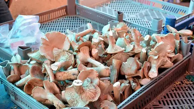 &quotKurt, zehirli mantarda barınamaz, o yüzden kurtlu mantar tüketin&quot