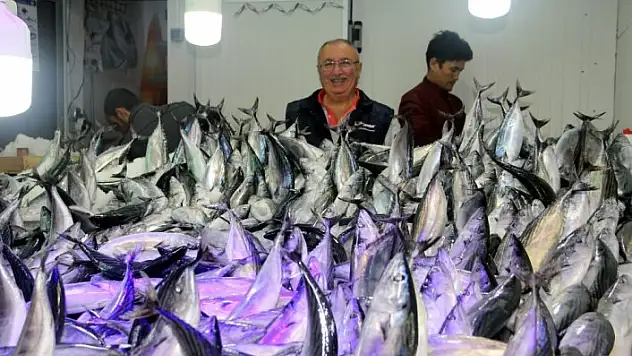 'Son yılların en iri palamudu avlanıyor'