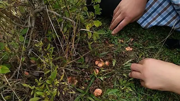 Topladıkları mantarları yiyen 9 kişi zehirlendi