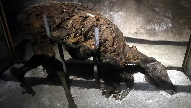 Tuz mağarasındaki çürümeyen eşek ve tavşan şaşırtıyor