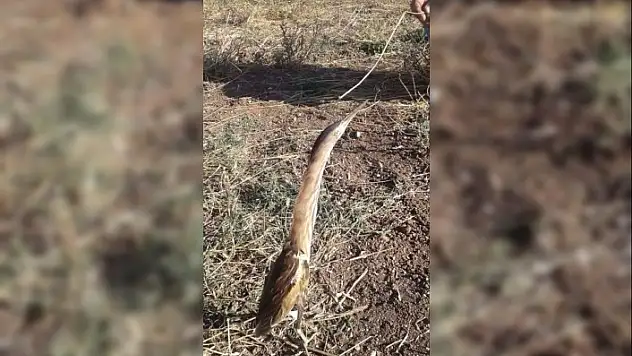 Yolunu kaybeden balıkçıl kuşuna vatandaşlar sahip çıktı