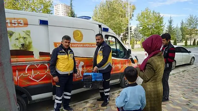 Aracın çarptığı yaralı kediye, hayvan ambulansı müdahale etti