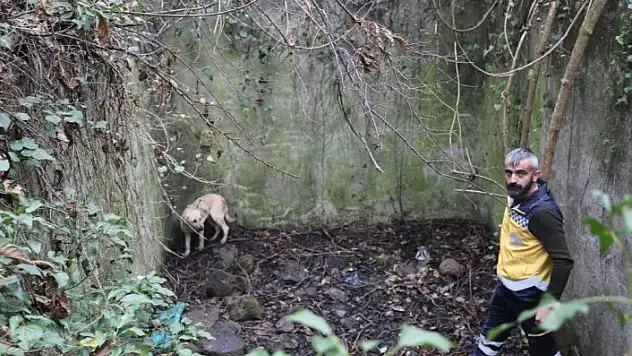 Havuza düşen köpek 2 gün sonra kurtarıldı