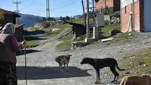 Kastamonu'da bir köyü uyuz ve hastalıklı köpekler bastı
