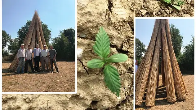 Kenevir tarımı ile uğraşmak isteyenlere 'izin' uyarısı!