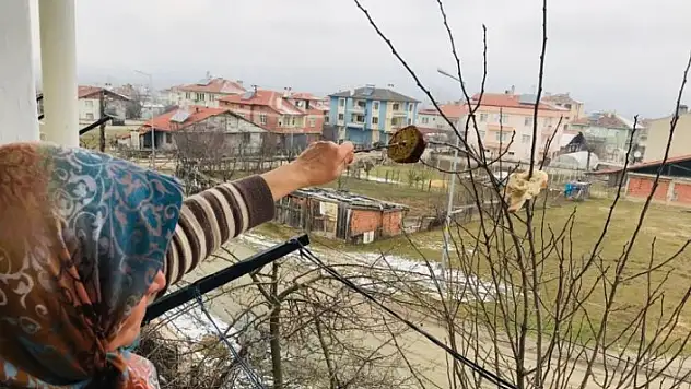 Kuşlar için ağaç dallarına ekmek asıyor
