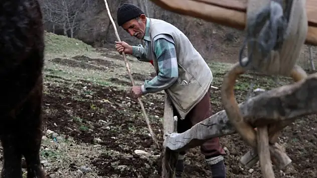 70'lik dede tarlasını kara saban ile sürüyor