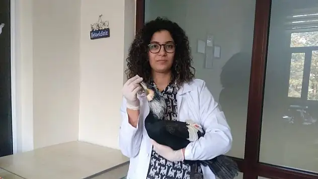 Daday'da yaralı olarak bulunan Karabatak, tedavi altına alındı