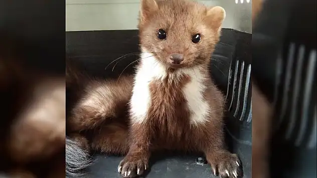 Kastamonu'da halsiz halde bulunan kaya sansarı yeniden doğaya salındı