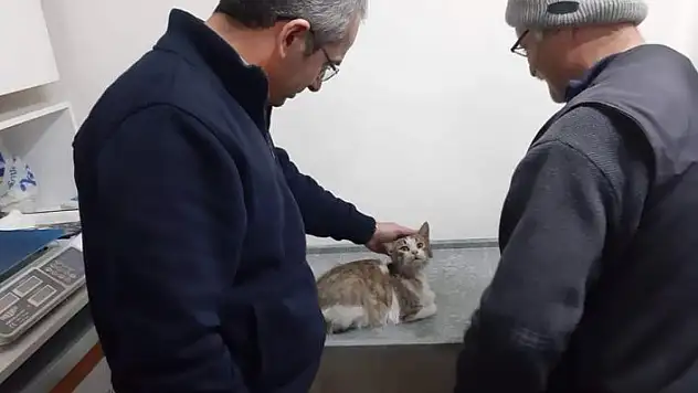 Yaralı kedi 'Minik'i kaymakam tedavi ettirdi