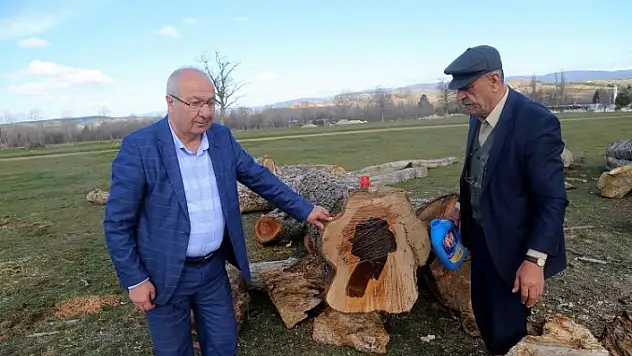Ağacın gövdesindeki 'kadın silüeti' ilgi çekiyor