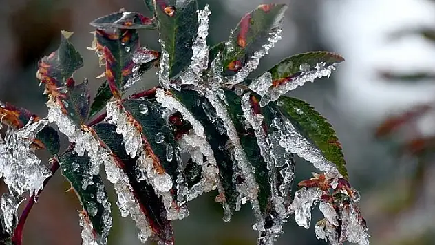 Batı Karadeniz için zirai don uyarısı