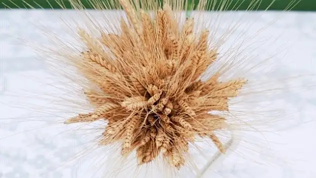 Siyez Buğdayı'nın serüveni belgesele konu oldu