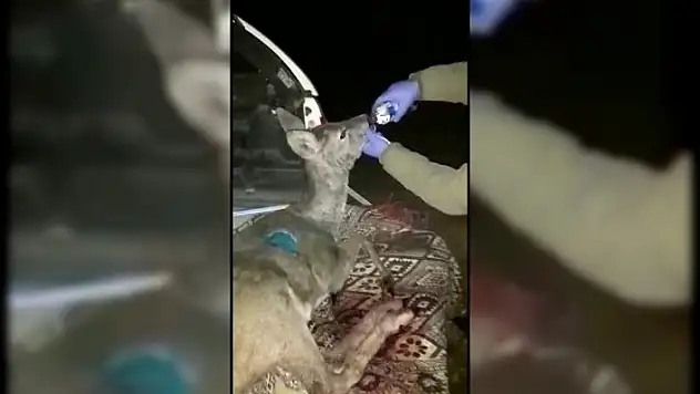 Yaralı halde bulunan hamile karaca, tedavisi sonrası doğaya salındı