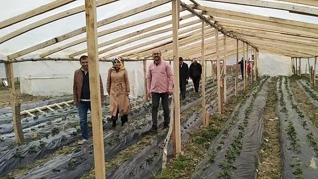 30 bin çilek fidesi toprakla buluştu