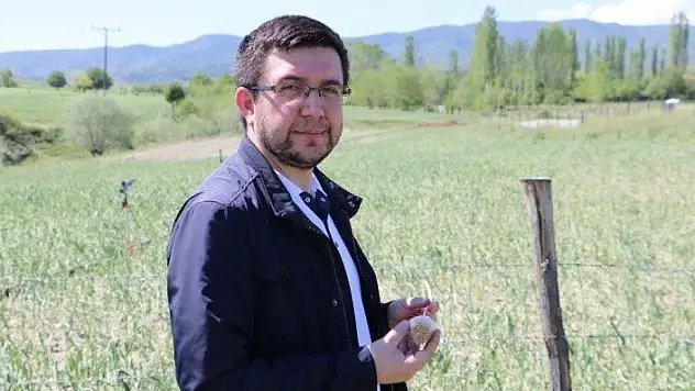 Taşköprü sarımsağında dolu zararı