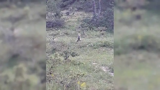 Aç kalıp şehre inen tilkiyi elleriyle besledi