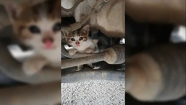 Araç motoruna sıkışan yavru kedi kurtarıldı