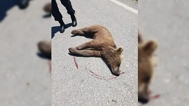 Aracın çarptığı yavru ayı öldü